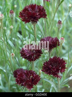 Cornflower - `Black Ball' - (Centaurea cyanus)   ANN108478 Stock Photo